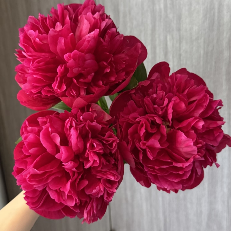 【Yun She Premium Selection】A+【Imperial Performance】Double-Petaled Peony Flowers. Free Cold-Chain Shipping on Any 2 Orders