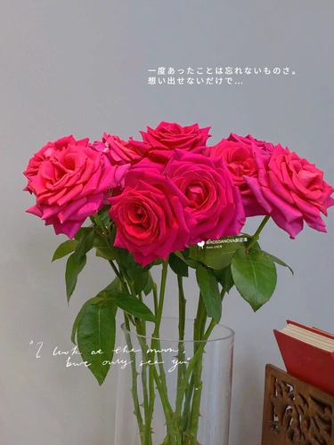 [Высокое качество] [хорошее питание и жаркое] 70 см. Фрейд -одиночная роза