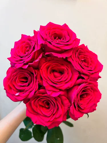 [Высокое качество] [хорошее питание и жаркое] 70 см. Фрейд -одиночная роза