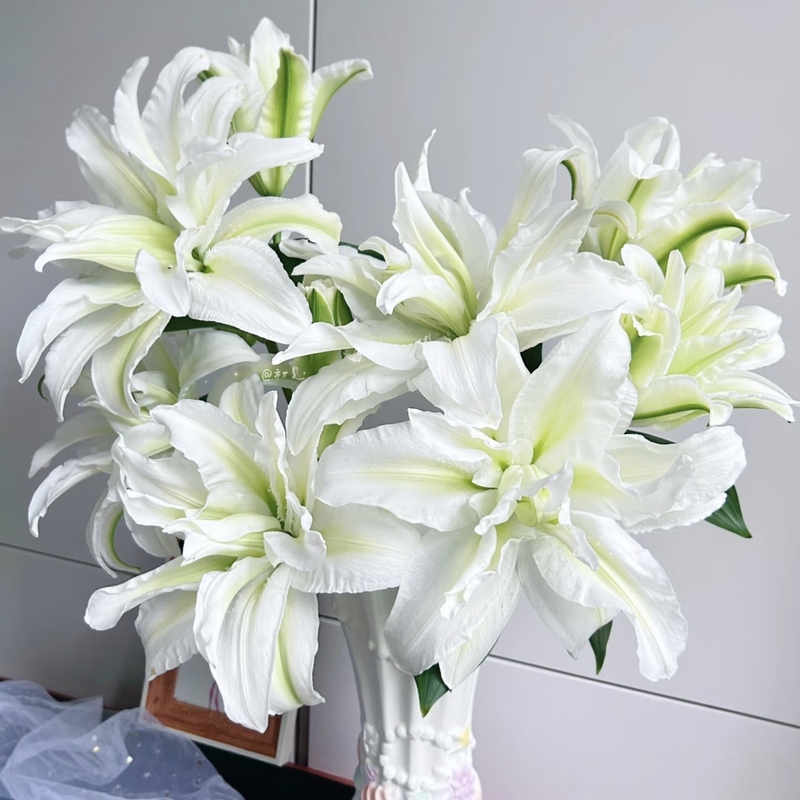 Yunshè Premium Selection【Shanghai Seed Industry】Aisha Double-Petaled Lily Free Cold-Chain Shipping for Any 2 Orders or More