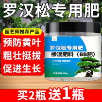 Luhan Pine Styling Tree Fertiliser Taishan Pine Nestle In Four Seasons Osaka Pine White Fungus Nutrient Solution Pine Bonsai Special Fertilizer