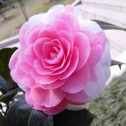 Boutique camellia camellia seedlings and potted four seasons green plant peony flower garden balcony rose rose flowers
