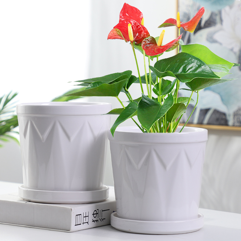 Flowerpot ceramic specials in large number contracted household money plant bracketplant heavy fleshy white butterfly orchid with tray