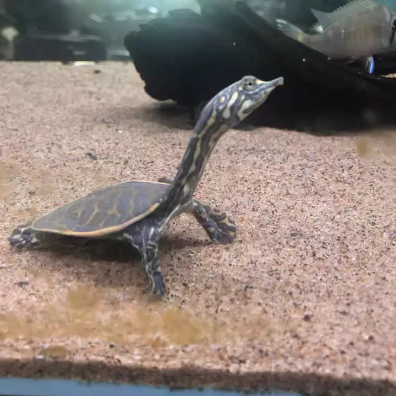 深水鳖珍珠鳖清道夫，冷水龟活体小乌龟的观赏与养护指南？-龟/鳖-淘宝好物网