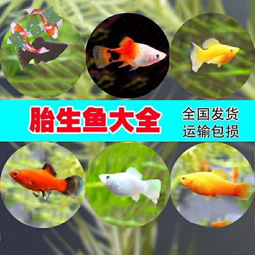 . Супы, Мэри Рыба красная стрела лунный свет лунный свет, рыба Цин Даофу, рыба практикуйте маленькую пресноводную тропическую декоративную рыбу