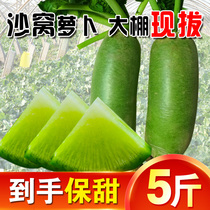 Tianjin authentic Shawo radish 5 kg non-Weifang green green sweet and crispy fruit radish type eat raw fresh vegetables now dig