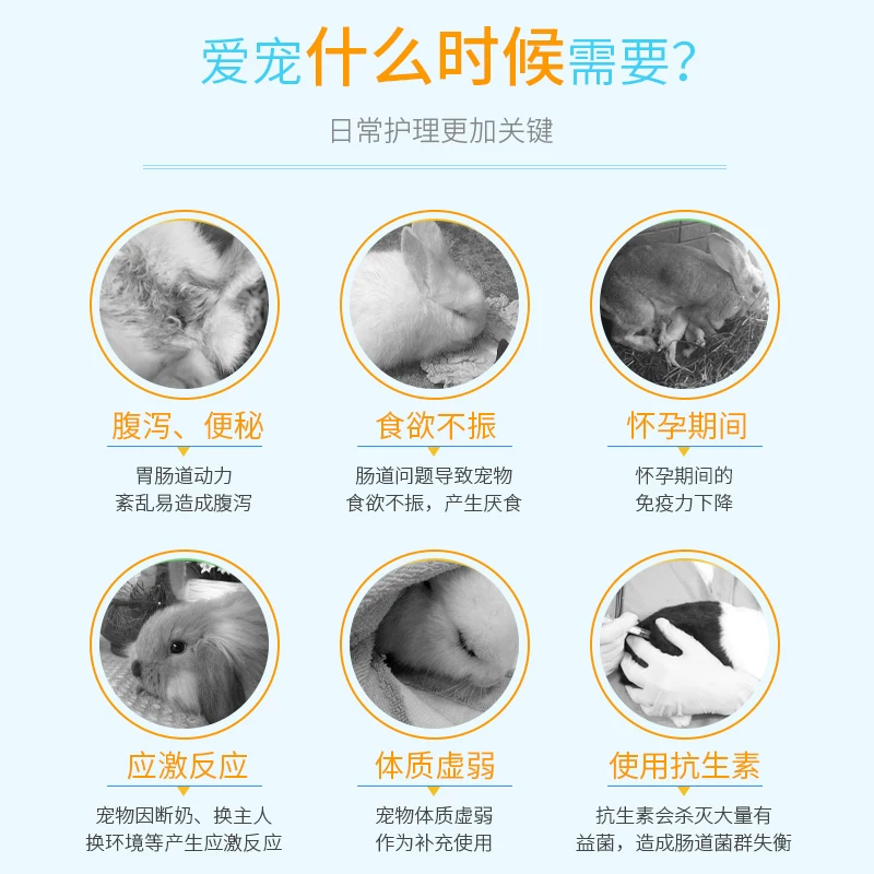 Pet rabbit Dutch pork Totoro hamster probiotic powder to help you tune the gastrointestinal and stomach pets dedicated to dilute constipation