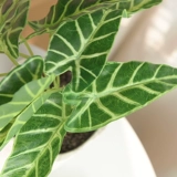 Реалистичное украшение для ногтей, пластиковый цветочный горшок, скандинавский стиль