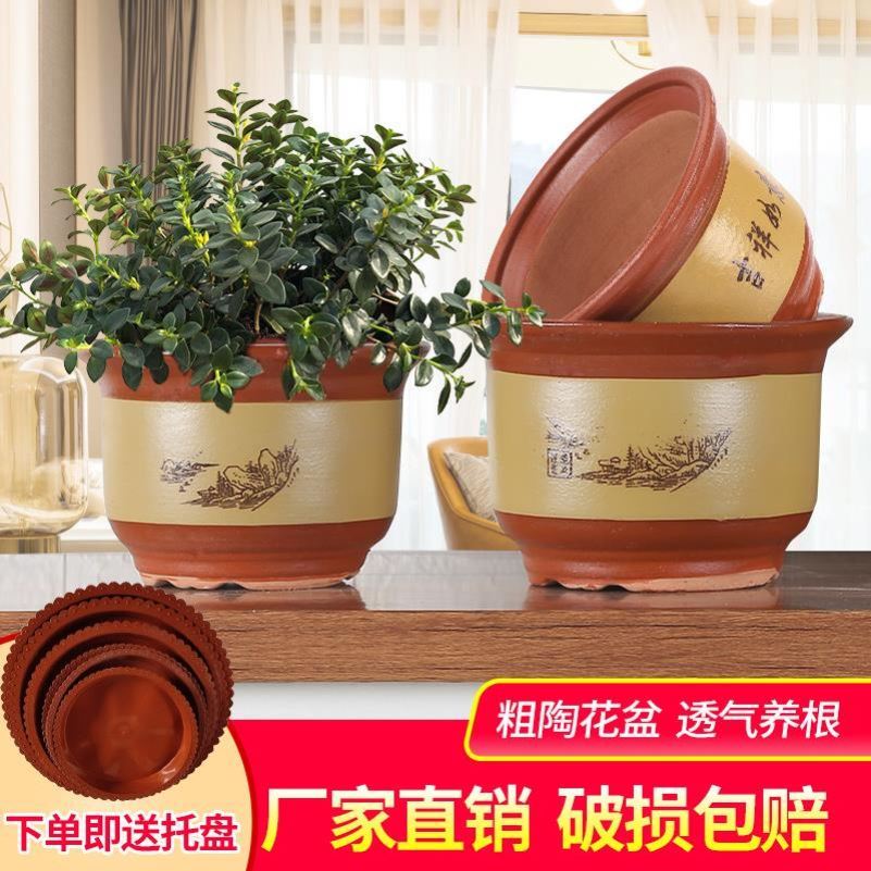 Green plant rose garden is suing money plant families more than clay indoor ground meat thick heavy pot big big caliber