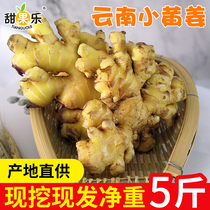 Yunnan small turmeric net weight 5kg fresh vegetable ginger now dug out wholesale ginger ginger ginger soil ginger