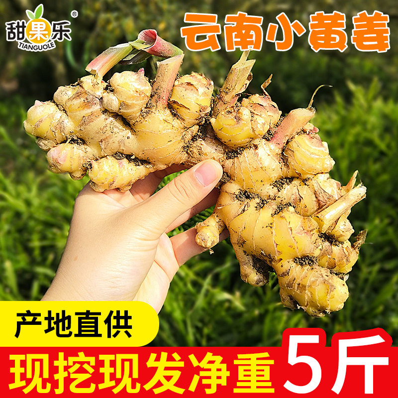 Yunnan small yellow ginger fresh ginger is now digging and discovering high-quality 5 catties of tender ginger spicy old ginger soil ginger confinement ginger