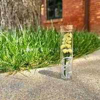 Желтое забывание-не 3*12 см размера