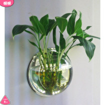 A vase glass hydroponic vial square aquatic on the wall of the Pellet Nuragia Floriac Plant plant