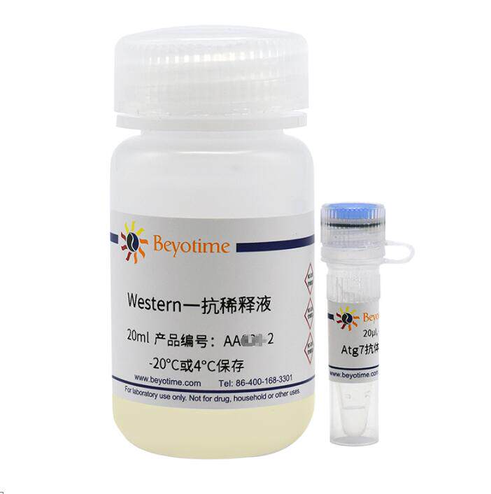 科研专用 Atg7抗体(兔多抗)   AA820  20次 碧云天生物 beyotime
