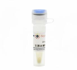 支原体清除试剂  C0288S/20mg C0288M/100mg 碧云天生物 beyotime