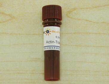 Actin-Tracker Green (微丝绿色荧光探针) C1033 0.2ml碧云天生物