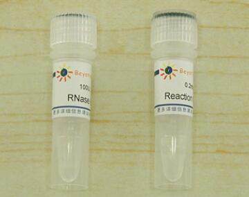 科研专用 核糖核酸酶H  RNase H D7089/100U 碧云天生物 beyotime