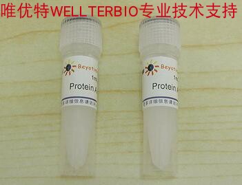 Protein A Agarose (Fast Flow, 进口分装)P2006  2ml 碧云天生物