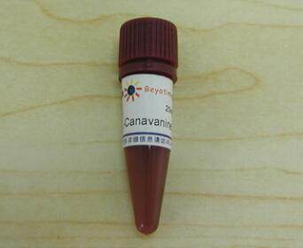 L-Canavanine (iNOS抑制剂)  S0007 20mg 碧云天生物 beyotime