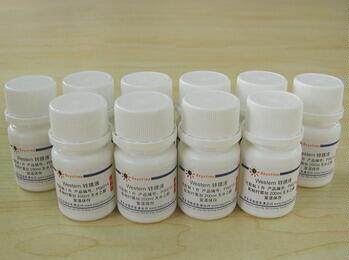 Western转膜液   P0021A/1L  P0021B/10&times;1L 碧云天生物 beyotime