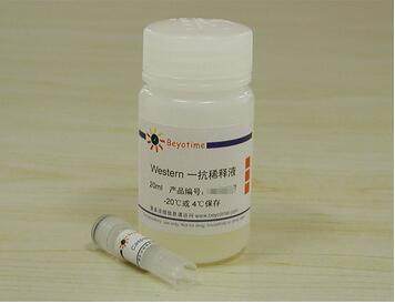 Caspase-3(激活型)抗体(兔单抗) AC033 20次 碧云天生物 beyotime