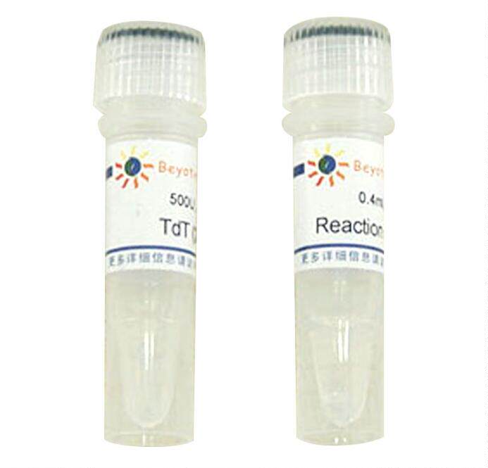 末端脱氧核糖核酸转移酶/TdT(20U/&mu;l,进口分装)D7093/500U碧云天