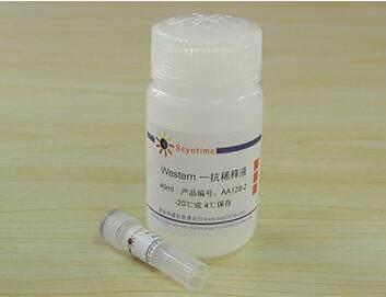 内参 Actin抗体(小鼠单抗)   AA128  40次 碧云天生物beyotime