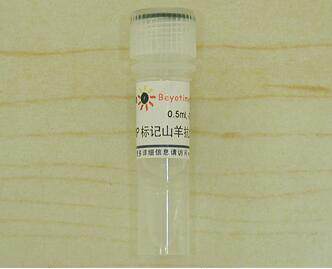 辣根过氧化物酶标记山羊抗大鼠IgG(H+L) A0192  0.5ml 碧云天生物