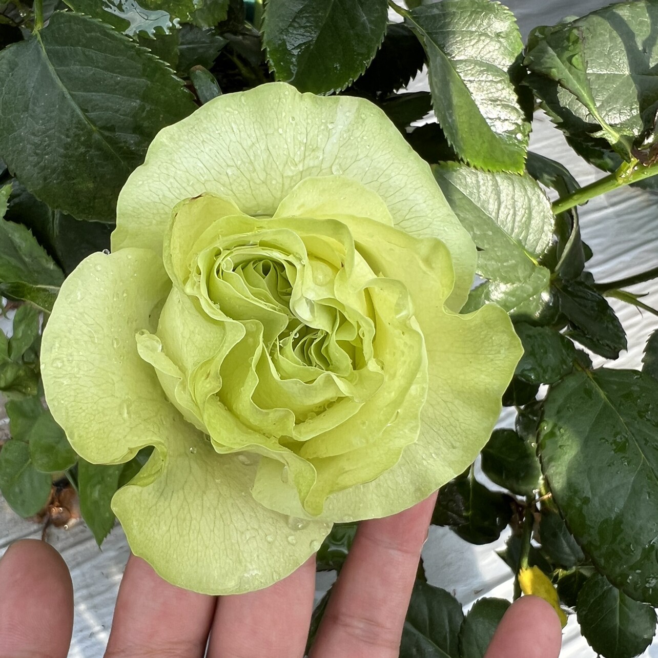 花开花落花万里