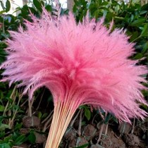 Reed bouquet floor-to-ceiling pendulum Nordic net Red literary wind dried flowers Wheat ears dried bouquet shooting Light luxury ins wedding