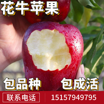 Huaniu apple tree fruit seedlings cold-resistant live seedlings planted in the northern and southern courtyards potted grafting dwarfing sweet and crisp and bearing fruit in the same year