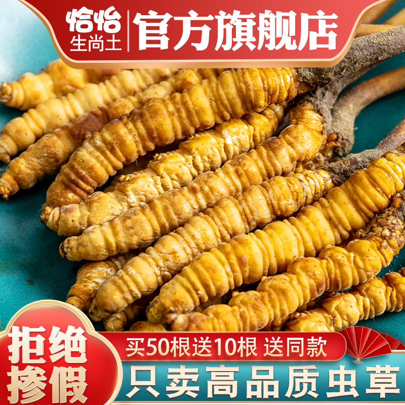 Aweto Flagship Store Tibet Naven Fresh Caterpillar Fungus Dry Goods Fresh Grass Authentic non-wild