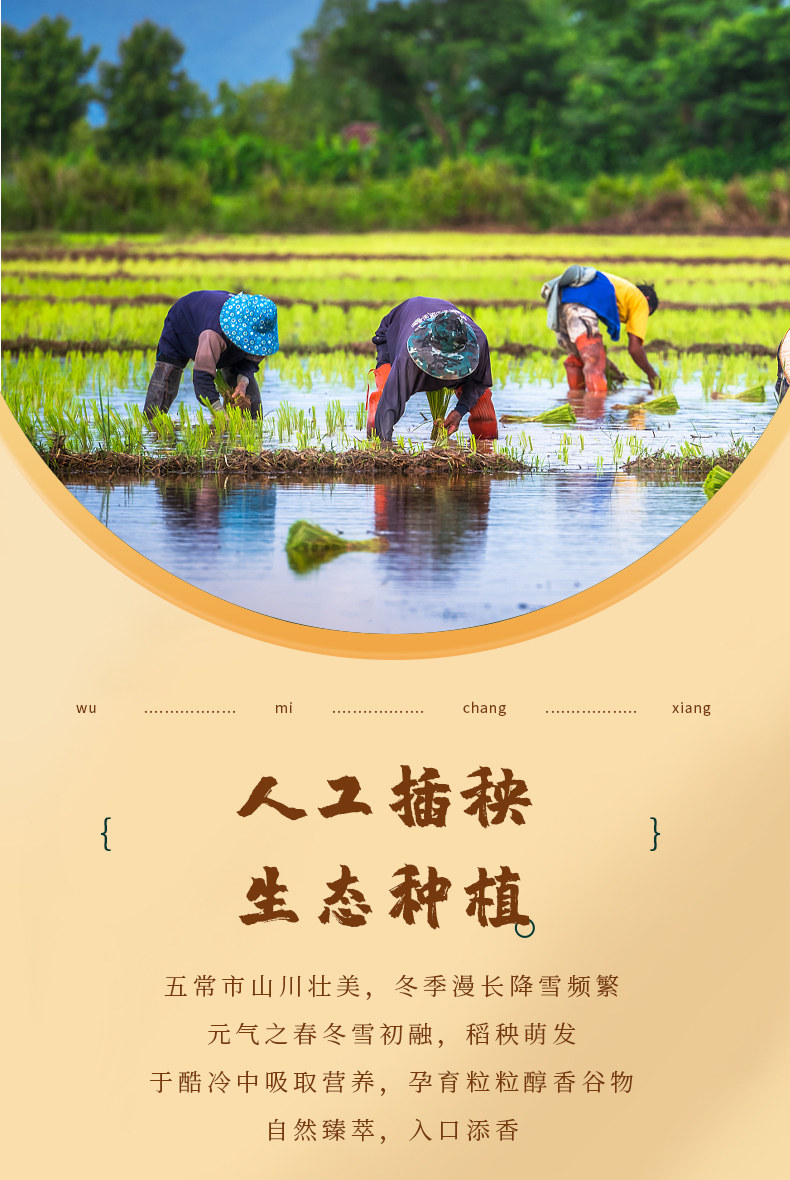 安享好物 安享A级粳米-五米常香生态 五常大米 国标 