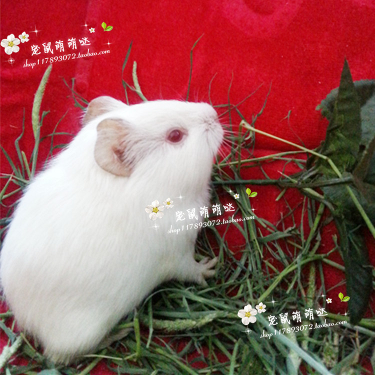 Pure white live Dutch pig Live Dutch rat live white red-eyed pet live for sale Rare color pack health