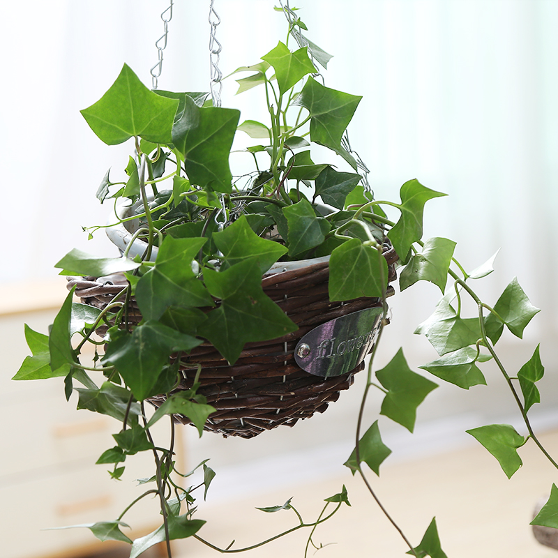 More creative caruncle hanging ceramics flowerpots hanging POTS flowerpots hanging other basin of chlorophytum European - style balcony hanging decoration