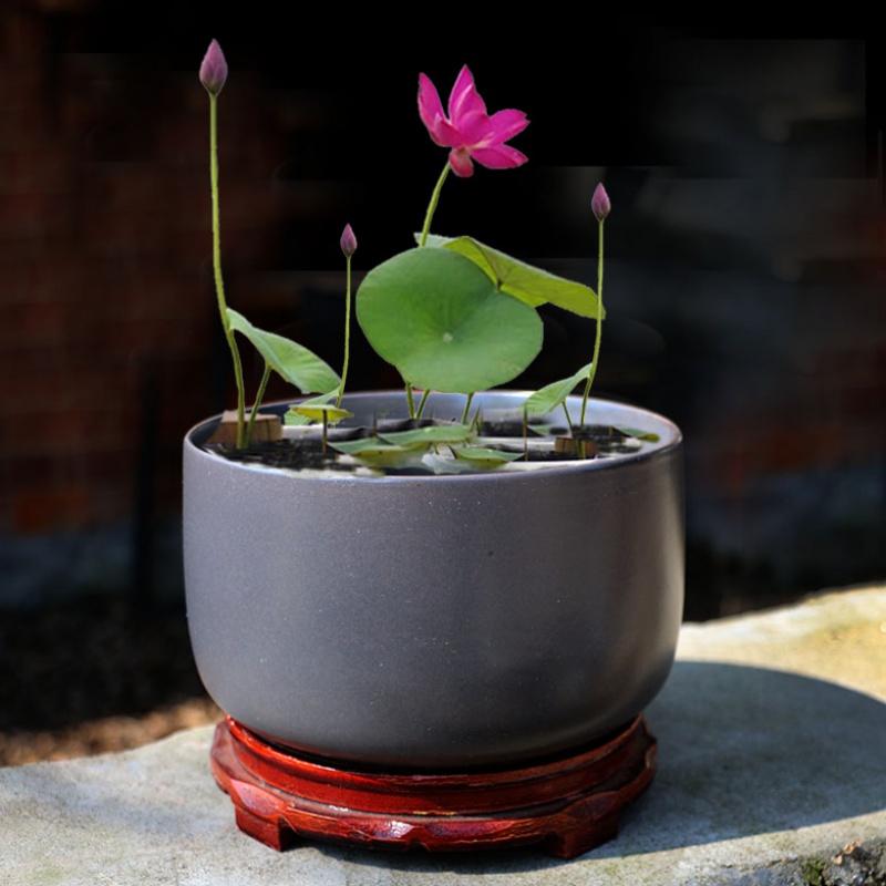 Paragraphs to restore ancient ways more bowl lotus pond lily hydroponic flower pot lotus lotus the plants ceramics nonporous basin product recommendations