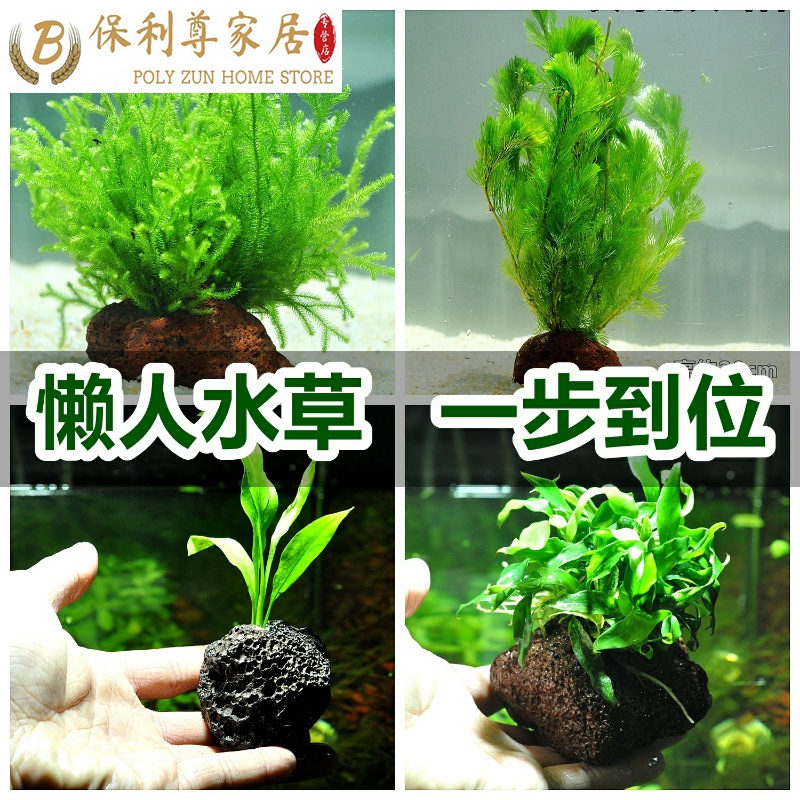 魚缸裏養魚造型植物魚草佈景魚缸水族草水草養龜景觀水中花草水培 魚缸裏養魚造型植物魚草佈景魚缸水族草水草養龜景觀水中花草水培