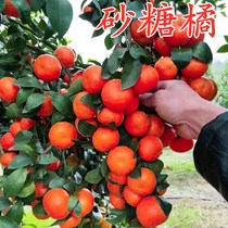 Seedless sugar orange saplings north and south courtyard planting citrus seedlings soil potted grafted orange trees fruit bearing in the same year