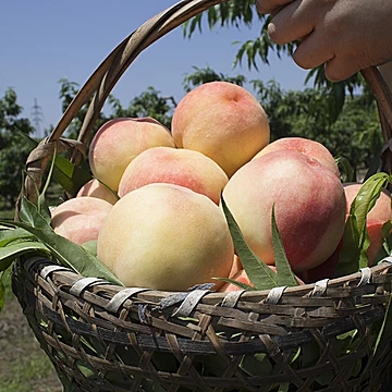 现货正宗新鲜阳山水蜜桃