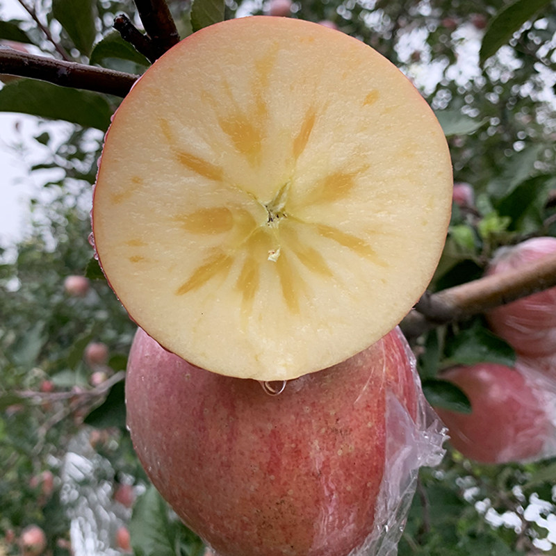 苹果水果新鲜当季应季5斤带箱红富士临猗冰糖心丑萍果现摘批发