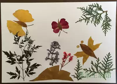 Autumn painting leaves paste painting finished kindergarten hand leaves stick painting leaf material package children specimens