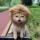 Кошка лев головной убор домашний щенок собака забавный головной убор милый медведь шляпа для переодевания маленькая собака аксессуары украшения mini 0