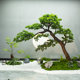 High-end pine tree simulation black pine landscaping ornaments landscape artificial tree podocarpus interior decoration new Chinese style floor-to-ceiling Zen