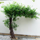 High-Quality Artificial Banyan Tree Green Plants, Fake Trees for Indoor and Outdoor Decoration, Landscaping, Artificial Green Plants, Wedding Display Props, Wishing Tree