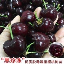Cherry saplings grafted to early-maturing southern black pearl large cherry seedlings planted in Yunnan and Sichuan will bear fruit in the same year