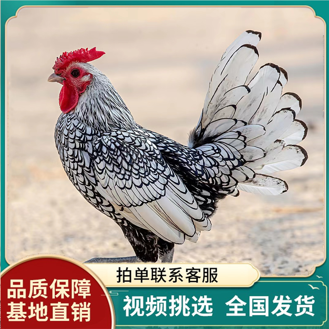 25年必买！波兰鸡活苗孵化种蛋小鸡崽｜新手养宠避坑指南