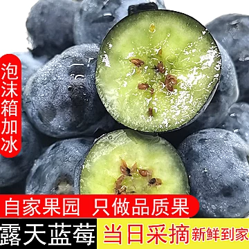 【冷链发货】现摘现发新鲜蓝莓*500g[10元优惠券]-寻折猪