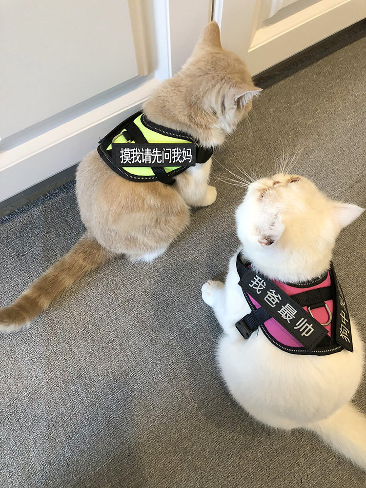 Cat Rope Special Kitty Traction Rope Adjustable with British Short Cat Cute Vest Style Anti-Escape Cat Cat Breast Cuddling Bag