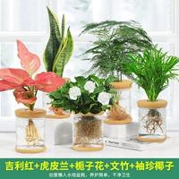 5 горшков [Тип D] благоприятный красный, тигровая орхидея, гардения, спаржа, карманный кокос.