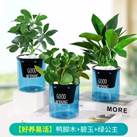 [Легко выращивать и жить в синем горшке] древесина утиной ножки + яшма + зеленая принцесса (бесплатное удобрение)